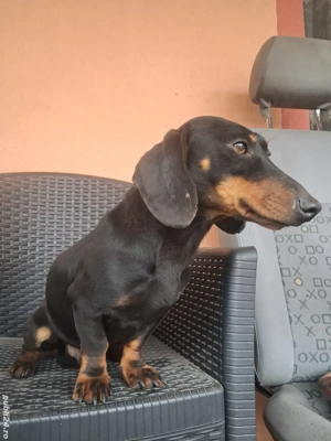 Câine Teckel - imagine 3