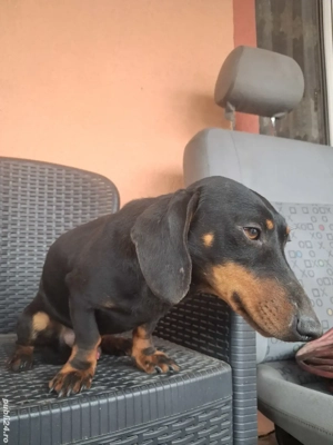 Câine Teckel - imagine 4