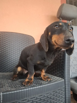 Câine Teckel - imagine 5