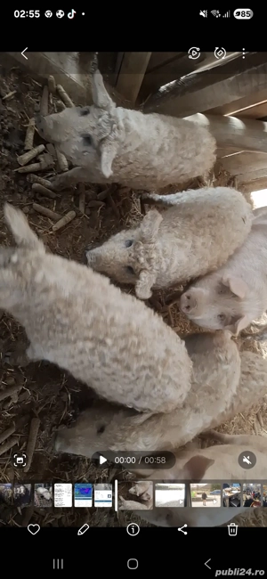 vand purcei mangalita - imagine 3