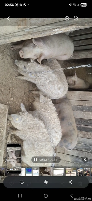 vand purcei mangalita - imagine 4