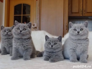 British Shorthair blue 