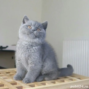British Shorthair blue  - imagine 3