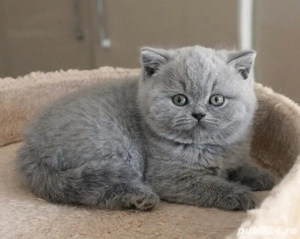 British Shorthair blue  - imagine 2