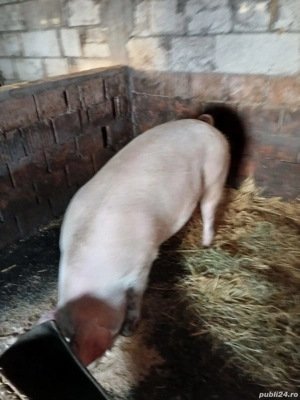 vând scroafă  - imagine 4