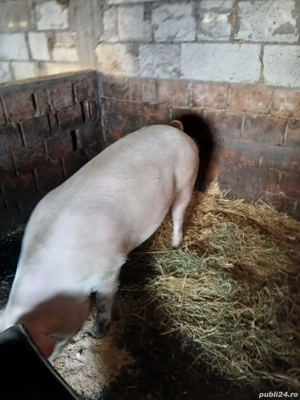 vând scroafă  - imagine 3