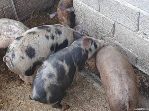 Vand grăsuni! - imagine 4