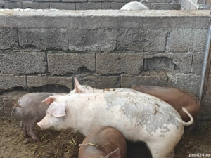 Vand grăsuni! - imagine 2