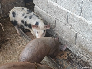 Vand grăsuni! - imagine 3