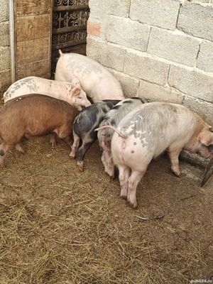 Vand grăsuni! - imagine 5