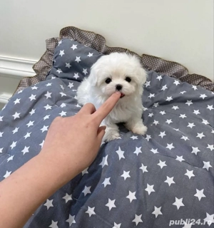 Bichon Maltez Mini Toy  - imagine 3