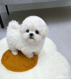 Bichon Maltez Mini Toy  - imagine 2