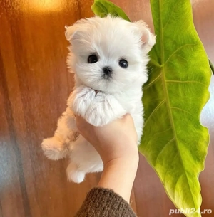 Bichon Maltez Mini Toy 