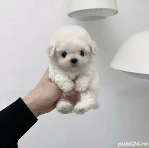 Bichon Maltez Mini Toy  - imagine 2