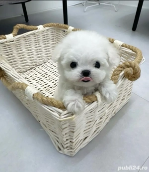 Bichon Maltez Mini Toy  - imagine 4