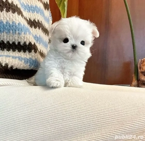 Bichon Maltez Mini Toy  - imagine 3