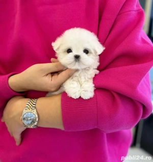 Bichon Maltez Mini Toy  - imagine 4