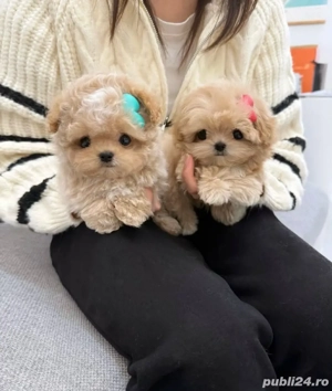Caniche pudel maltipoo mini toy  - imagine 3