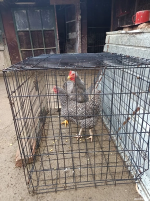 vând schimb toate sunt de 2025  - imagine 3