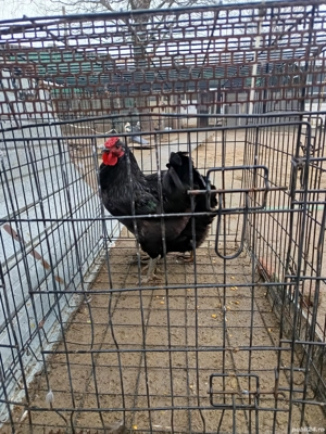 vând schimb toate sunt de 2025 