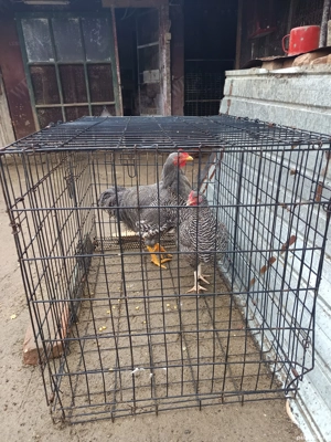 vând schimb toate sunt de 2025  - imagine 4