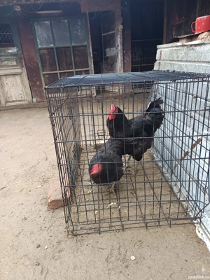 vând schimb toate sunt de 2025  - imagine 2