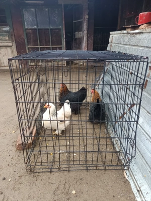 vând schimb toate sunt de 2025  - imagine 5