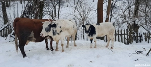 Se vinde tot ce se vede in poză 