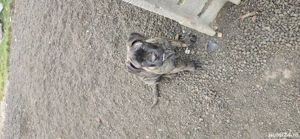 Cane corso tigrat  - imagine 3