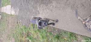 Cane corso tigrat  - imagine 2