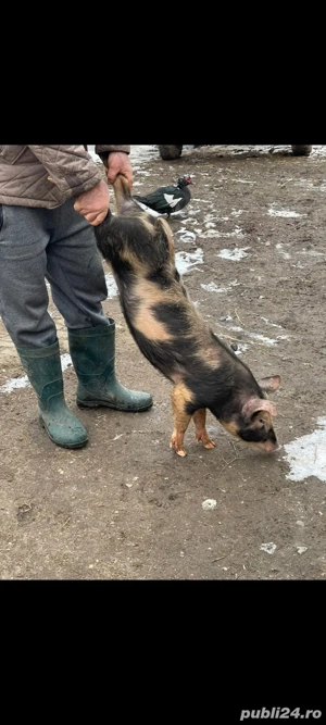 Purcei de vanzare 4 luni