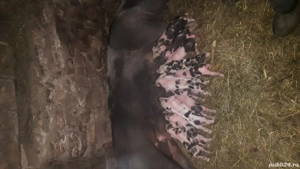 scroafa fatata de vînzare - imagine 5