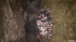 scroafa fatata de vînzare - imagine 4