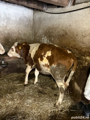 Vand vițea bălțată românească - imagine 3