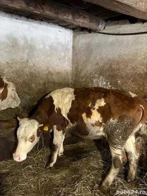 Vand vițea bălțată românească - imagine 4