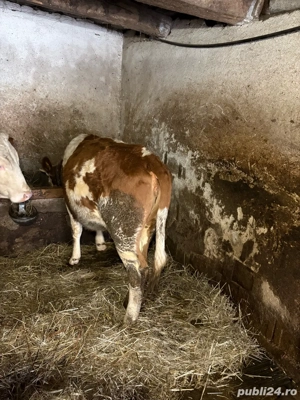 Vand vițea bălțată românească - imagine 2