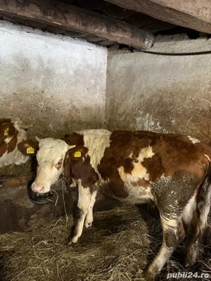 Vand vițea bălțată românească - imagine 5