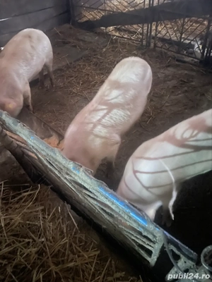 De vanzare! - imagine 3