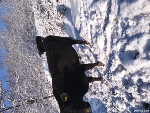 vaci angus  - imagine 4