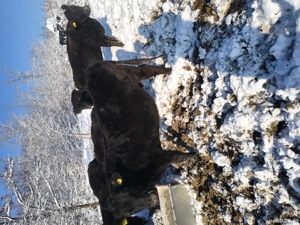 vaci angus  - imagine 3