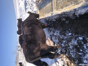 vaci angus  - imagine 2