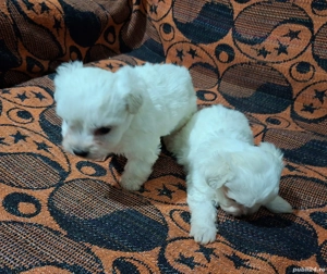 Bishon maltez mini toy  - imagine 2