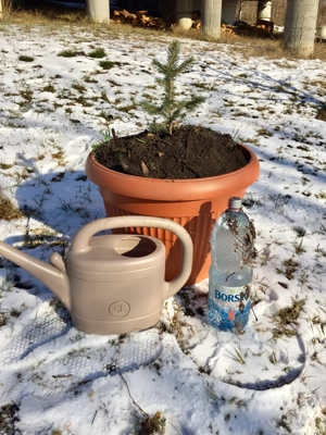 Puieti Brad Argintiu,Albastru  la Vas (Picea pungens Glauca Super Blue )