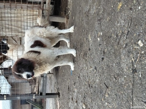 Vand mascul ciobanesc bucovina - imagine 3