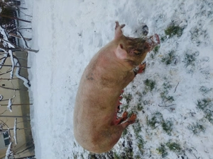 Vând scroafă de sacrificat sau pentru reproducere.  - imagine 3