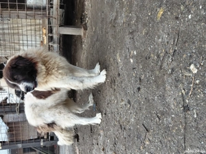 Vand mascul ciobanesc bucovina - imagine 4