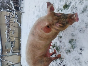 Vând scroafă de sacrificat sau pentru reproducere.  - imagine 4