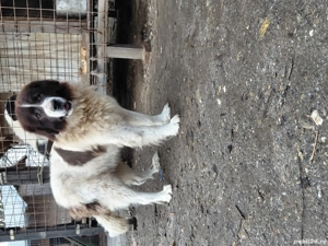 Vand mascul ciobanesc bucovina - imagine 2