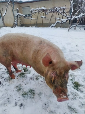 Vând scroafă de sacrificat sau pentru reproducere. 