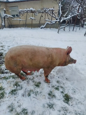 Vând scroafă de sacrificat sau pentru reproducere.  - imagine 2